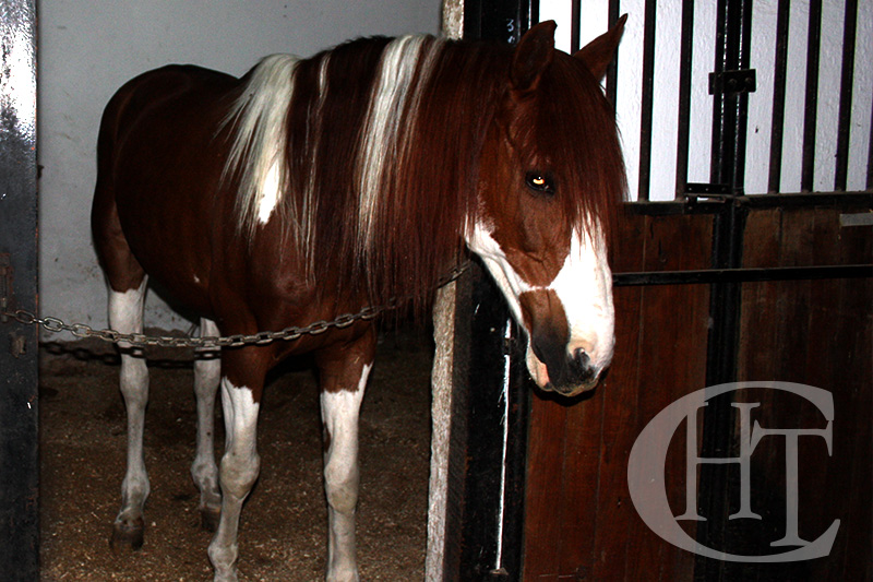 Pupilaje de caballos en paddock y prados