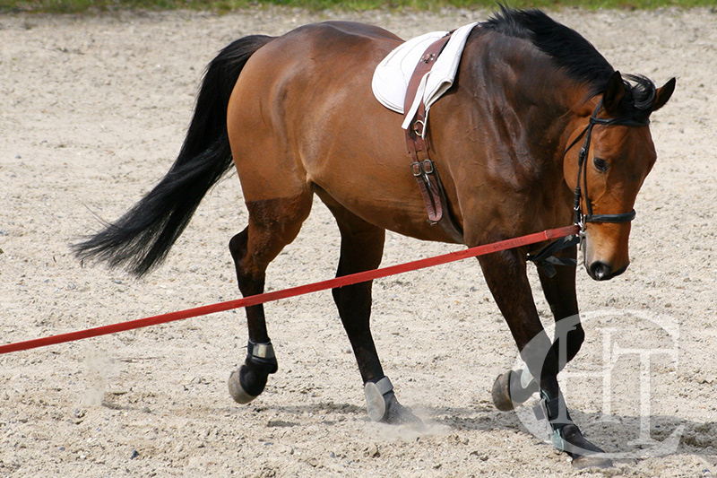 Entrenamiento de caballos en Centro Hípico Las Torres