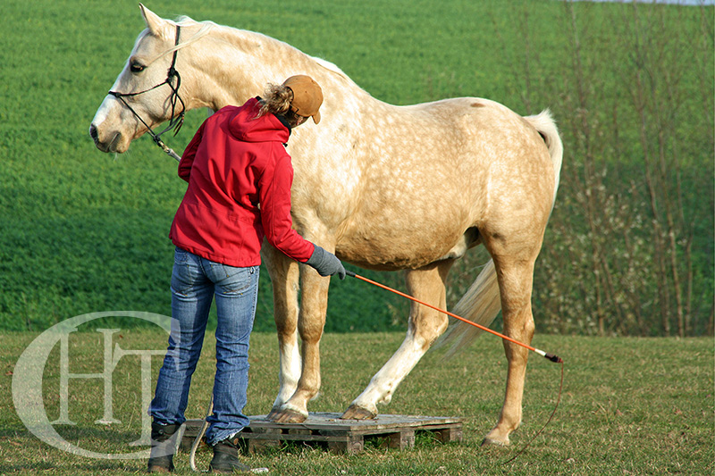 Trabajo y entrenamiento de caballo en pista