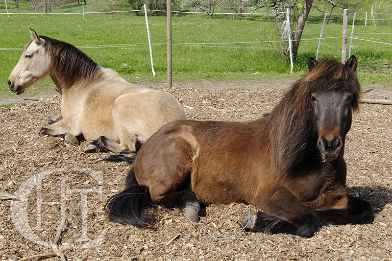 Hospedaje en tránsito para caballos en Zaragoza